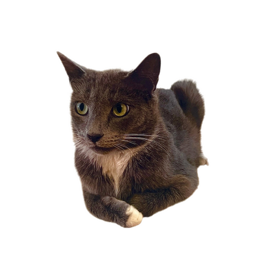 Gray cat with green eyes on a white background